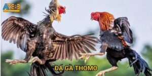 Đá gà Thomo Az888 - Trường gà Philippines đỉnh cao