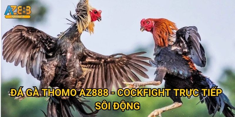 Đá gà Thomo Az888 - Cockfight trực tiếp sôi động