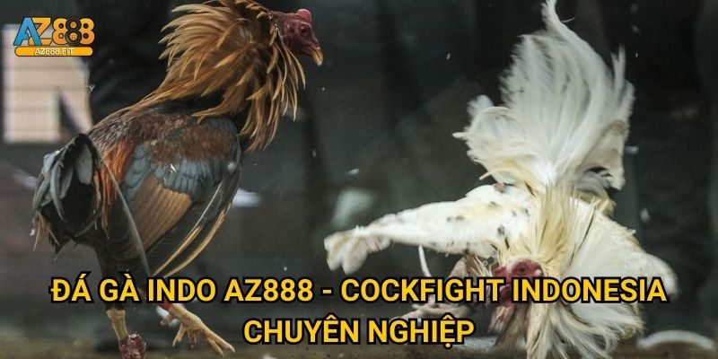 Đá gà Indo Az888 - Cockfight Indonesia chuyên nghiệp