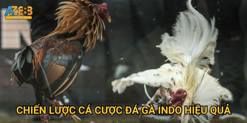 Chiến lược cá cược đá gà Indo hiệu quả