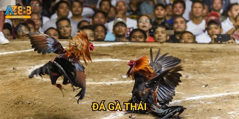 Đá gà Thái Az888 - Muay Thai gà chiến siêu hấp dẫn