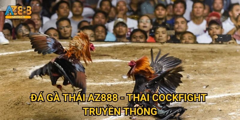 Đá gà Thái Az888 - Thai cockfight truyền thống