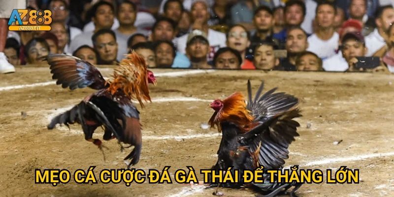 Mẹo cá cược đá gà Thái để thắng lớn